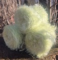hairy mieta2.jpg