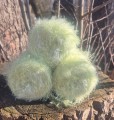 hairy mieta1.jpg